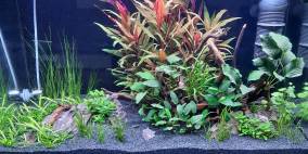 126L Glaskasten - Flowgrow Aquascape/Aquarien-Datenbank