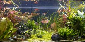 150x60x60 Regenbögen - Flowgrow Aquascape/Aquarien-Datenbank