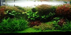 160L Naturaquarium - Flowgrow Aquascape/Aquarien-Datenbank