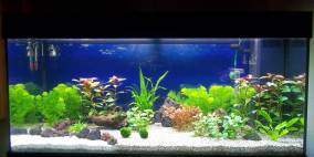 180 Liter Gesellschaft - Flowgrow Aquascape/Aquarien-Datenbank