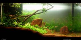 3 Stones - Flowgrow Aquascape/Aquarien-Datenbank