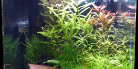 30 Liter Dschungel - Flowgrow Aquascape/Aquarien-Datenbank