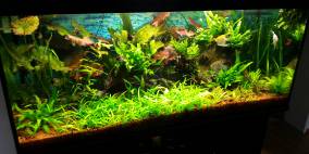 300L Aquarium - Flowgrow Aquascape/Aquarien-Datenbank