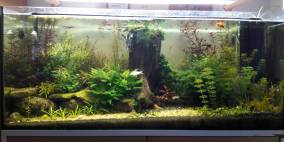 300l Pflanzenpampe - Flowgrow Aquascape/Aquarien-Datenbank