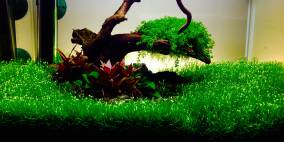 30l Becken - Flowgrow Aquascape/Aquarien-Datenbank