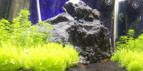 30L Bergwiese - Flowgrow Aquascape/Aquarien-Datenbank