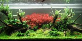 325L Island "Fire With Plants" - Flowgrow Aquascape/Aquarien-Datenbank