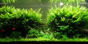 325L Island "The Signature" - Flowgrow Aquascape/Aquarien-Datenbank