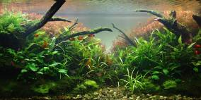 325L NatureAquarium "Sunshine Rising" - Flowgrow Aquascape/Aquarien-Datenbank