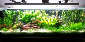 375L Wohnzimmerpfütze - Flowgrow Aquascape/Aquarien-Datenbank