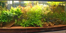 400er Südamerika-Becken - Flowgrow Aquascape/Aquarien-Datenbank