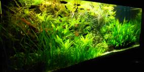 450L Rio - Flowgrow Aquascape/Aquarien-Datenbank