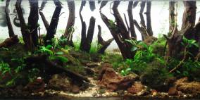 45l Diorama "Greatness Of Nature" - Flowgrow Aquascape/Aquarien-Datenbank