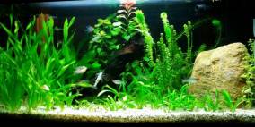 60 Liter - Flowgrow Aquascape/Aquarien-Datenbank