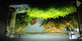 60er Übergangsbecken - Flowgrow Aquascape/Aquarien-Datenbank