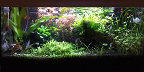 60iger Naturtestbecken - Flowgrow Aquascape/Aquarien-Datenbank