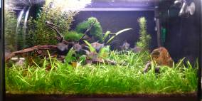 60l Aqua Art - Flowgrow Aquascape/Aquarien-Datenbank