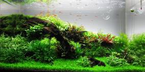 63l GlasGarten - Flowgrow Aquascape/Aquarien-Datenbank