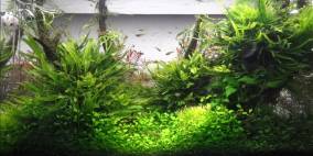 64L Naturaquariun "Classic 60p" - Flowgrow Aquascape/Aquarien-Datenbank