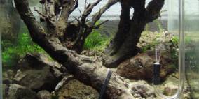 8L Diorama "Tree Under Fire" - Flowgrow Aquascape/Aquarien-Datenbank