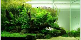 90x50x50 Layout 4 - Flowgrow Aquascape/Aquarien-Datenbank