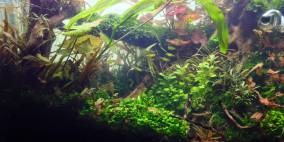 A big mess... - Flowgrow Aquascape/Aquarien-Datenbank