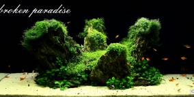 A broken paradise - Flowgrow Aquascape/Aquarien-Datenbank