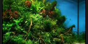 A Certain Shade of Green - Flowgrow Aquascape/Aquarien-Datenbank