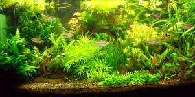 Ab ins Wasser - Flowgrow Aquascape/Aquarien-Datenbank