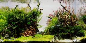 Access To Beach - Flowgrow Aquascape/Aquarien-Datenbank