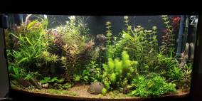 Achtern Diek - Flowgrow Aquascape/Aquarien-Datenbank