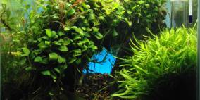 ADA 30er Cube - Flowgrow Aquascape/Aquarien-Datenbank