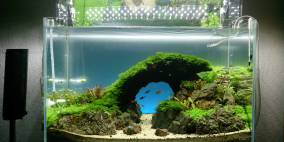 ADA Cube Garden 60P - 'Tannhauser Gate' - Flowgrow Aquascape/Aquarien-Datenbank