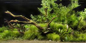 AJIV - Flowgrow Aquascape/Aquarien-Datenbank