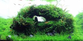 Alice in wonderland - Flowgrow Aquascape/Aquarien-Datenbank