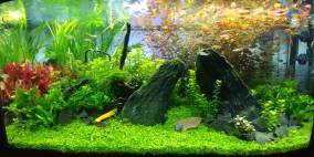 Aller Anfang... - Flowgrow Aquascape/Aquarien-Datenbank