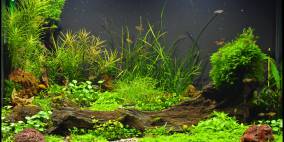 Allerlei Kleinbleibendes - Flowgrow Aquascape/Aquarien-Datenbank