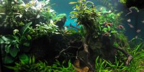 Am Ufer des Auenwalds - Flowgrow Aquascape/Aquarien-Datenbank