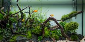 Am Waldrand - Flowgrow Aquascape/Aquarien-Datenbank