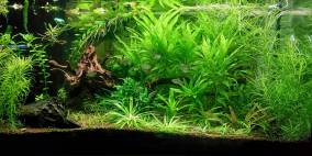 Amazonas - Flowgrow Aquascape/Aquarien-Datenbank