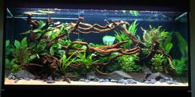 Amazonas Flussseite - Flowgrow Aquascape/Aquarien-Datenbank