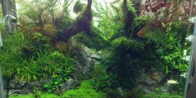 And the forrest began to sing - Flowgrow Aquascape/Aquarien-Datenbank