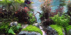 Angkor Wat - Flowgrow Aquascape/Aquarien-Datenbank