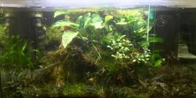 Anubias Rock - Flowgrow Aquascape/Aquarien-Datenbank