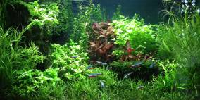 Aqua Art 60 - Flowgrow Aquascape/Aquarien-Datenbank