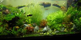 Aqua de Muki - Flowgrow Aquascape/Aquarien-Datenbank