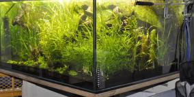 aQuadrium - Flowgrow Aquascape/Aquarien-Datenbank