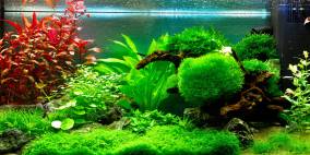 Aquarium_2014 - Flowgrow Aquascape/Aquarien-Datenbank