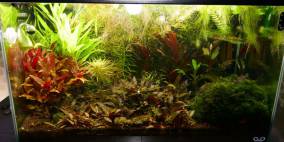 Aquarium Nr. 1 - Flowgrow Aquascape/Aquarien-Datenbank