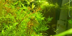 Asien-Regenwaldbecken - Flowgrow Aquascape/Aquarien-Datenbank